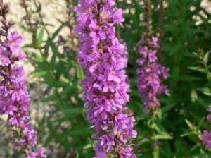 濕地水生植物的生存環(huán)境有哪幾類？