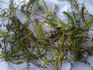 沉水植物伊樂(lè)藻2