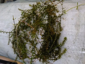 沉水植物伊樂(lè)藻1