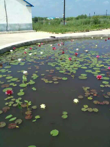 水生植物造景工程 (4)