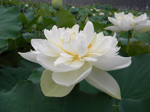 精品荷花 白雪公主