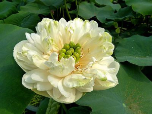 精品 碧臺(tái)蓮