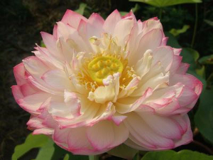 精品荷花 彩蝶蓮