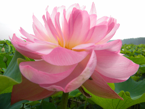 精品荷花 紅粉佳人