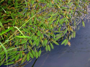 馬來(lái)眼子菜