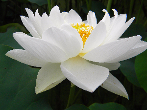 精品荷花 六月雪