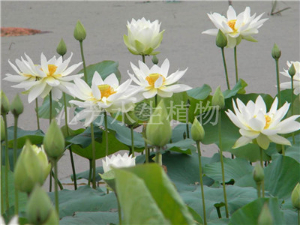 品種荷花園林制景