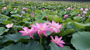 白洋淀荷花園林制景