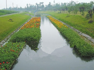 水生植物造景工程 (6)