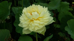 沁芳實(shí)拍精品友誼牡丹蓮